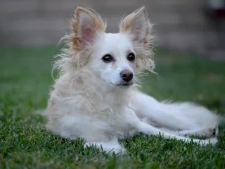 18 Papillon Mixes: Info, History & Pictures