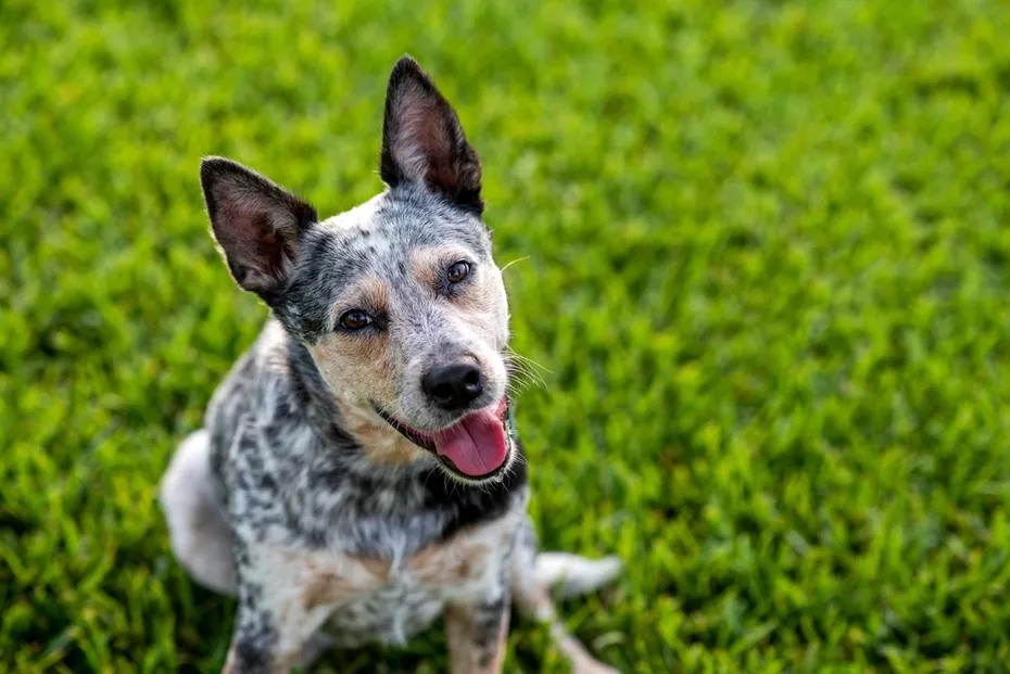 Portrait head shot of a Australian Cattle Dog Blue Heeler