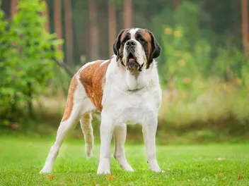 20 Tallest Dog Breeds: Info, Pictures, History & More