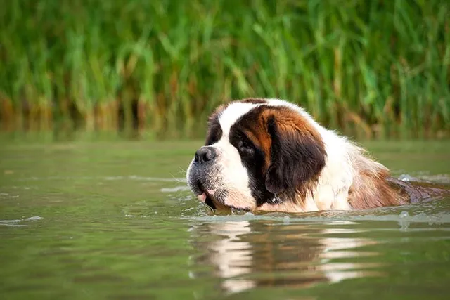 9 St Bernard Colors & Patterns (With Pictures)