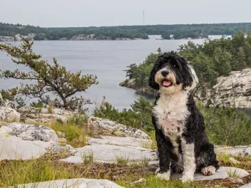 Portuguese Water Dog Breed: Info, Pictures, Facts & Traits