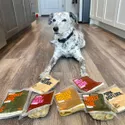 Nom Nom Subscription Dog Food - rags lying on the floor with the products