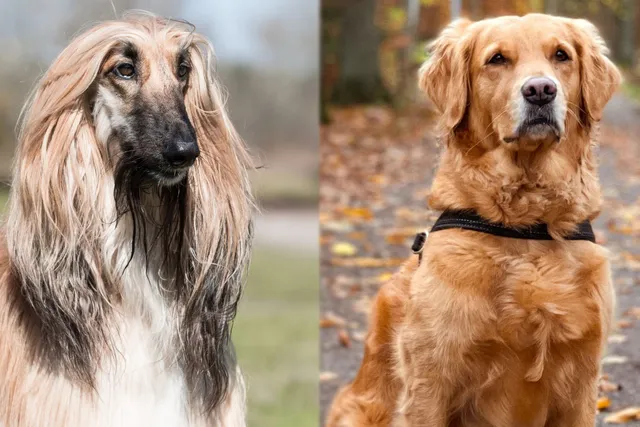 Afghan Retriever: Breed Info, Pictures, Care Guide & More