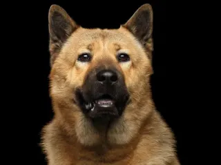 Akita Chow Mix: Info, Pictures, Temperament & More