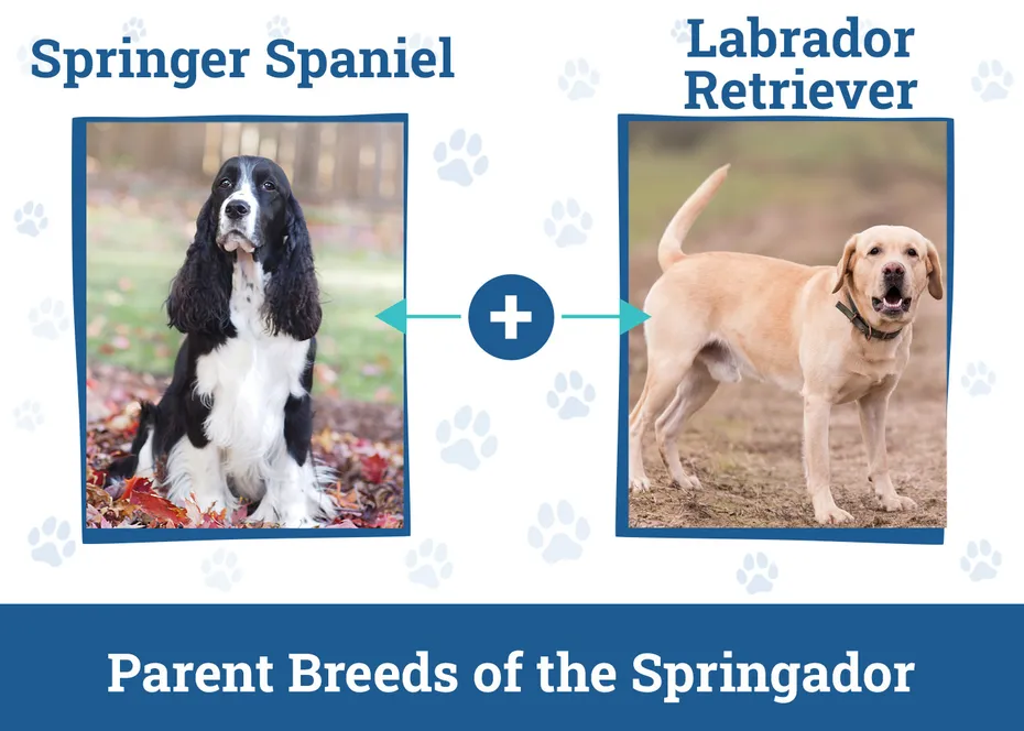 Parent Breeds of the Springador