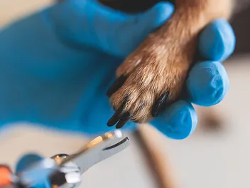 How to Cut Black Dog Nails in 4 Simple Steps