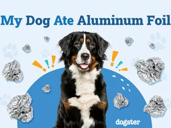 My Dog Ate Aluminum Foil! Our Vet Explains What to Do Now