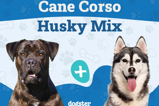 Cane Corso Husky Mix: Info, Pictures, Care & More