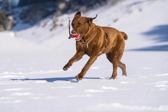 Chesapeake Bay Retriever: Info, Pictures, Facts & Traits