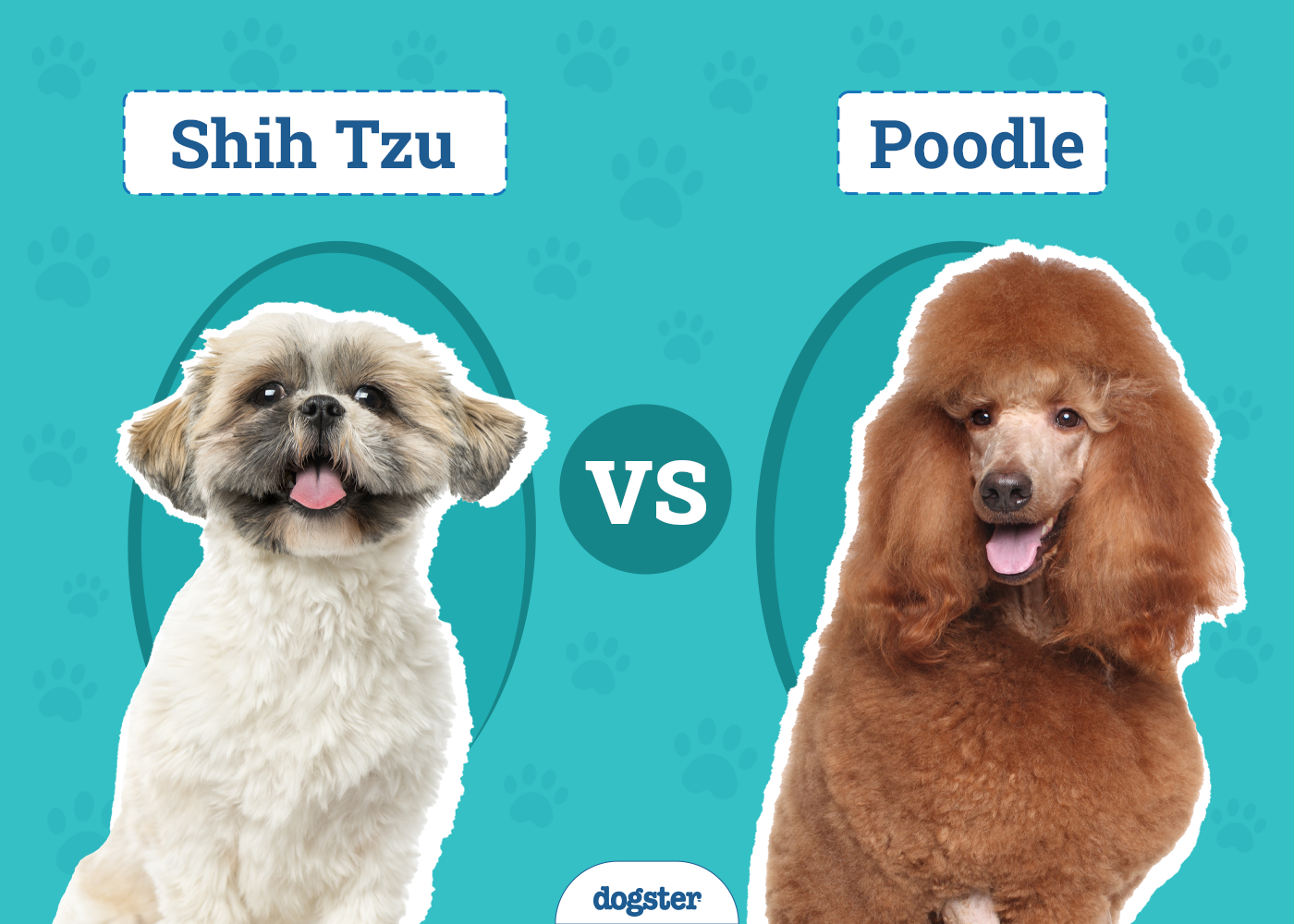 Shih Tzu vs Poodle