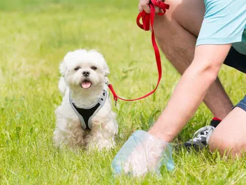 Do You Have to Pick Up Dog Poop? 10 Rules of Dog Poop Etiquette (Vet Approved)