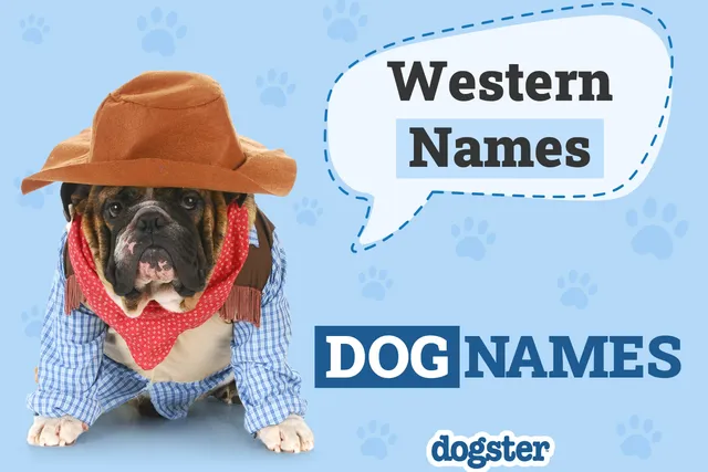210+ Western Dog Names: Adventurous Country Cowboy Ideas