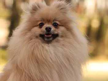 Teddy Bear Pomeranian: Info, Pictures, Origin & History