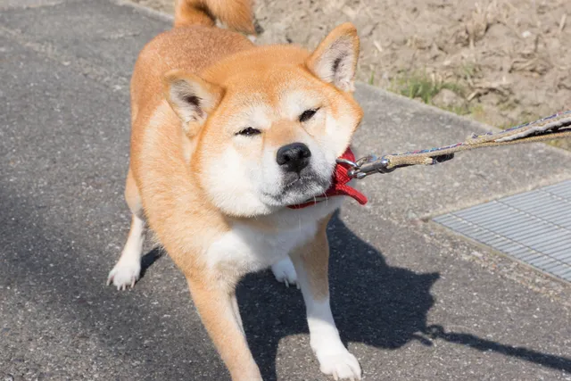Why Does My Dog Hate Walks? 7 Vet-Reviewed Reasons
