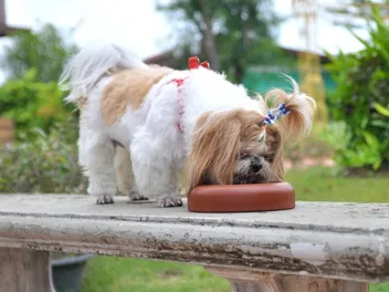 10 Best Dog Foods for Shih Tzus in 2026 - Reviews & Top Picks