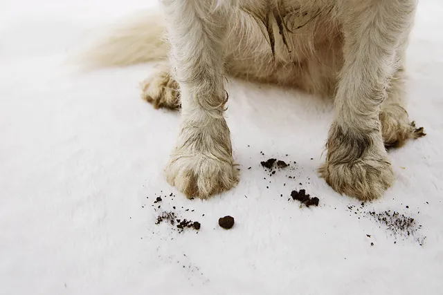 How to Keep Dogs From Tracking in Dirt Through the House: 8 Vet-Verified Tips
