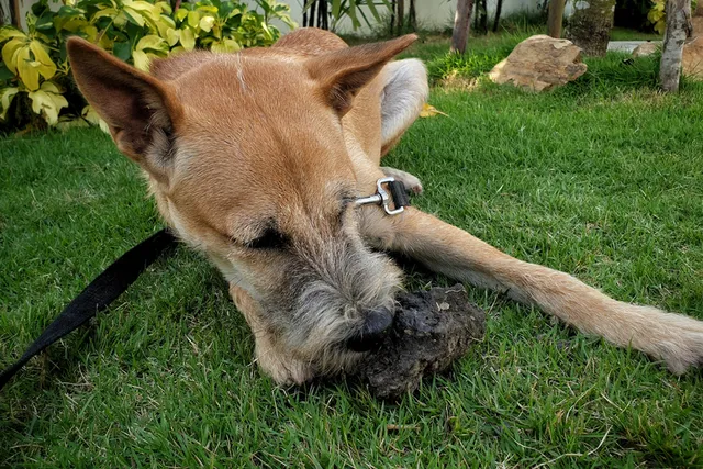 Why Do Dogs Eat Dirt? Vet-Reviewed Common Reasons & Facts