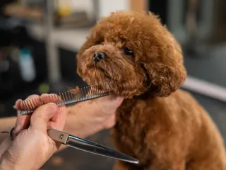Poodle Grooming Styles: 7 Popular Poodle Cuts