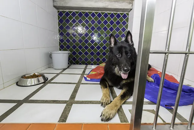My Dog Died While Being Boarded: Whose Fault Is It & What to Do Next