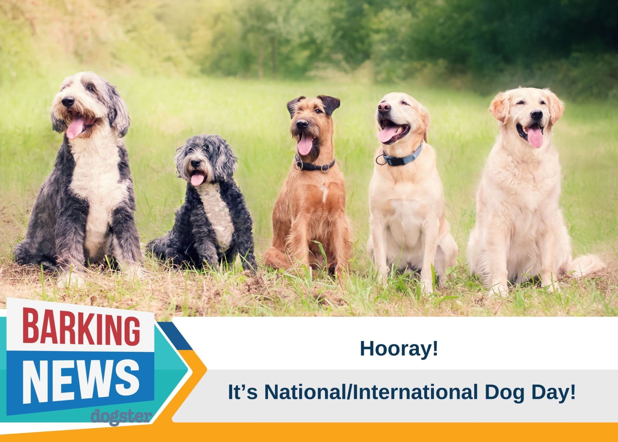 Dogster_Barking News - International Dog Day (1)
