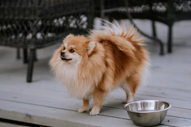 Cute fluffy charming red-haired Pomeranian Spitz