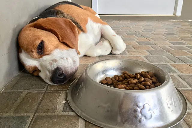 Beagle Pain Syndrome: Our Vet Explains Steroid-Responsive Meningitis-Arteritis