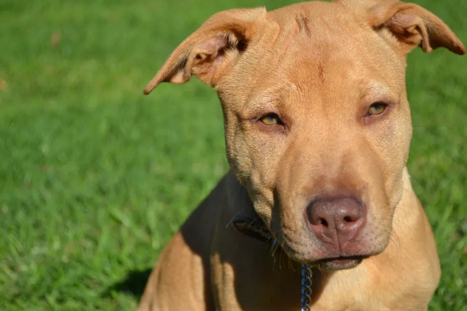Shar Pei Pitbull mixed breed dog