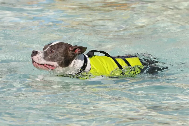 Pitbull-swimming-in-the-pool-in-a-life-vest