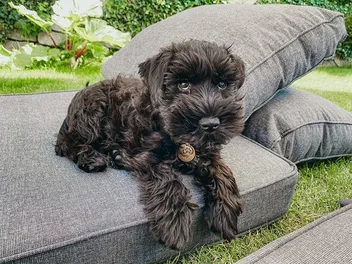 Do Miniature Schnauzers Like to Cuddle? Personality Traits & Facts