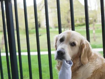 Why Do Golden Retrievers Like Socks So Much? Vet-Verified Risks & Prevention Tips