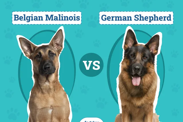 Belgian Malinois vs. German Shepherd: Differences Explained (With Pictures)
