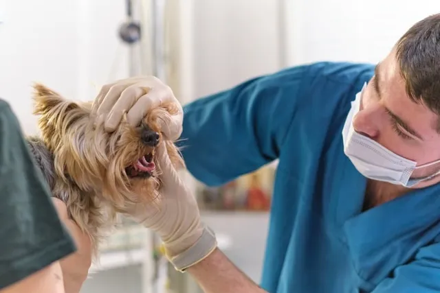 Laryngeal Paralysis in Dogs: Our Vet Explains Causes, Signs & Treatment