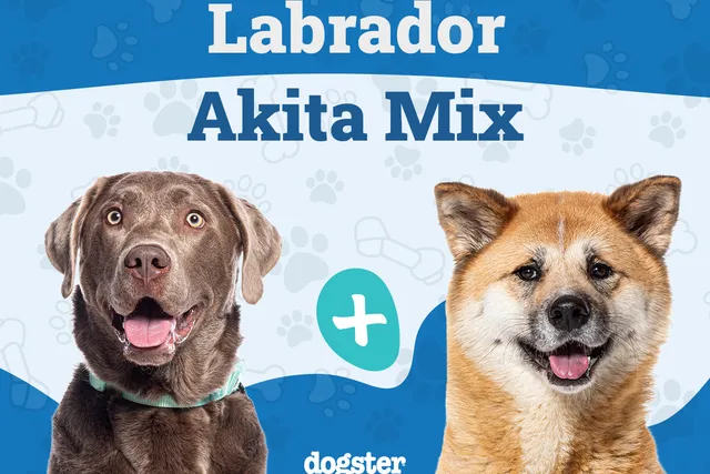 Labrakita (Akita Lab Mix): Info, Pictures, Care Guide & More
