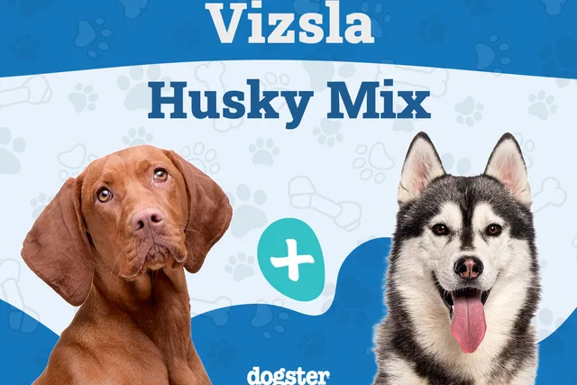 Vizsla Husky Mix: Info, Pictures, Care Guide & More