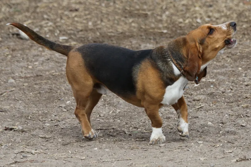 Basset Hound dog howling or barking at the park