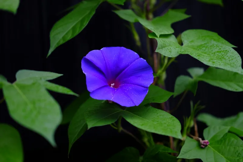 Morning Glory Violet close up