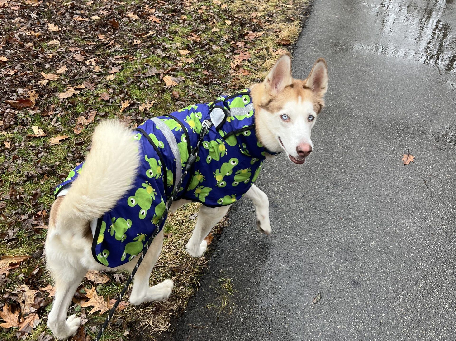 The Organization Helping Pets Feel Safer, Happier, and ‘Fear Free’ - Heroes of the Pet World 3