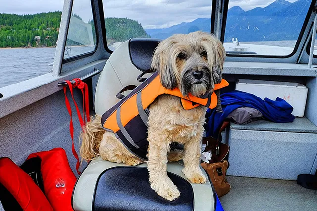 7 Safety Tips for Boating with Your Dog: Vet-Approved Advice