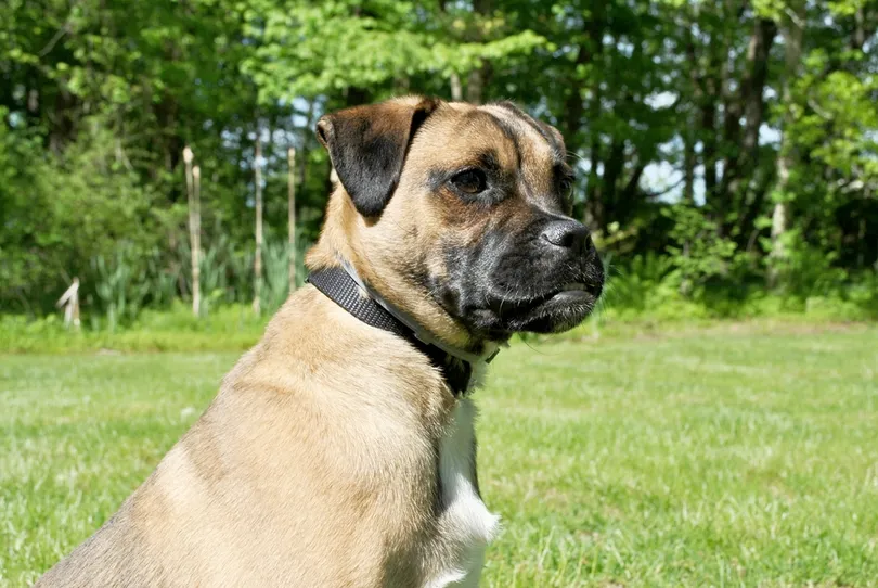 Portrait of a Pug-Jack Russell Terrier Mixed Puppy
