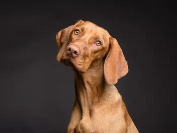Vizsla Lifespan: How Long Do They Live? Average Lifespan, Vet-Reviewed Data & Care Guide