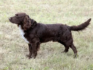 German Spaniel (Deutscher Wachtelhund): Info, Pictures, Care & More
