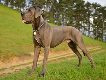 How Much Food Does a Great Dane Need? With Feeding Chart