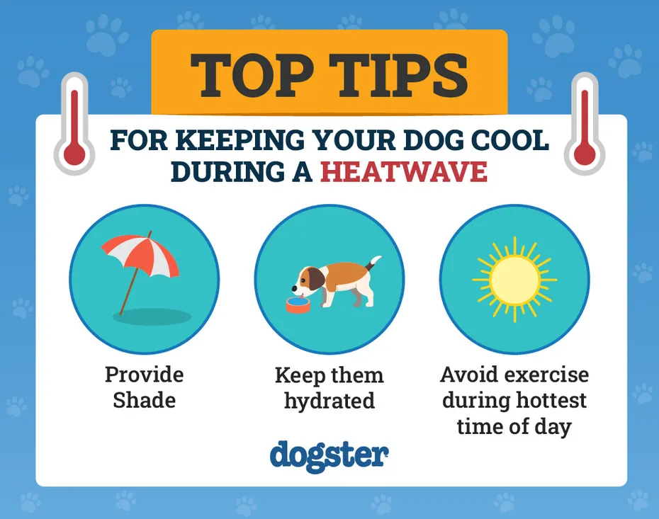 Top Tips for Keeping Your Dog Cool