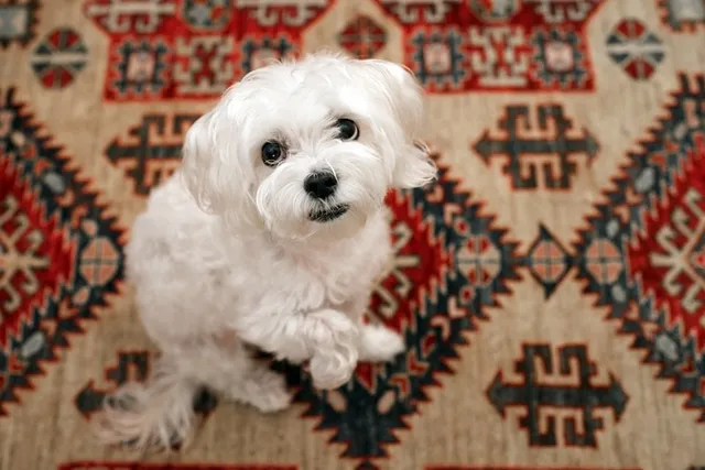Mauxie (Maltese & Dachshund Mix): Info, Pictures, Care & More