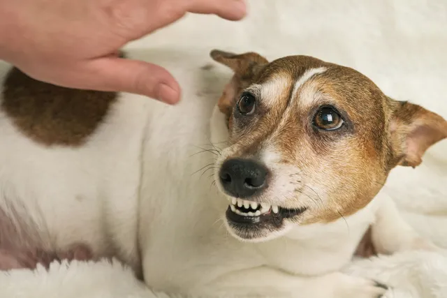 Why Does My Dog Growl When I Pet Him? 8 Vet-Reviewed Reasons