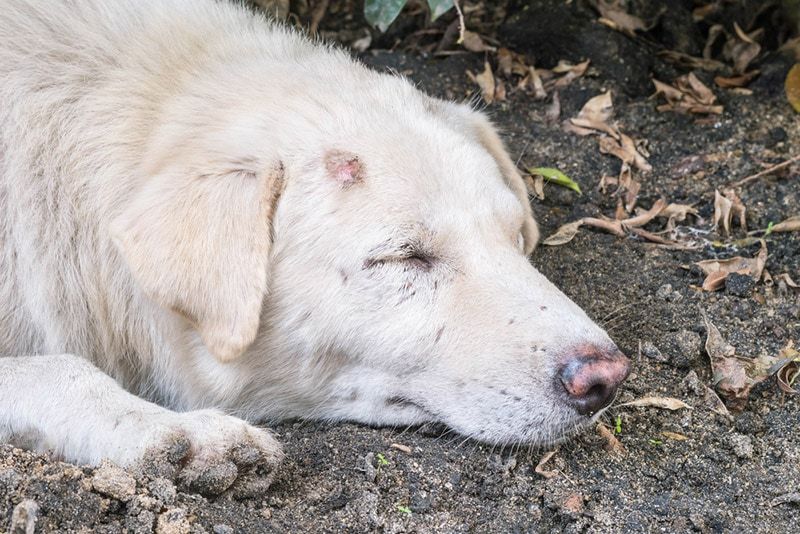 dog with lesion on its head