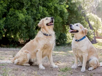 Long-Haired Labrador: Info, Pictures, Origin & History