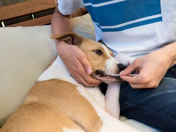 How Much Is a Dog DNA Test? (2026 Price Guide)