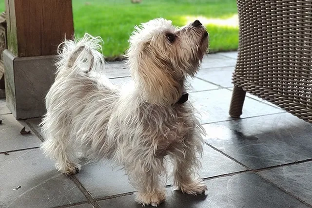 Cushing’s Disease in Dogs: Our Vet Explains the Signs, Diagnosis & Treatment