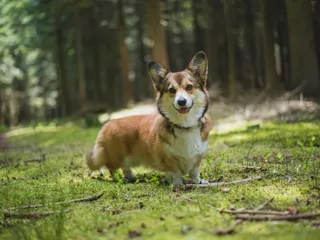 Sable Corgi: Info, Pictures, Origin & History